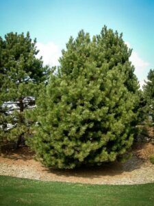 Сосна Чёрная (Pinus Nigra) купить по цене от 270.00р. в интернет-магазине «Посадика» с доставкой почтой в в Чистополье и по всей России – [изображение №1].