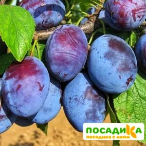 Слива Чачакская ранняя купить по цене от 229.00р. в интернет-магазине «Посадика» с доставкой почтой в в Чистополье и по всей России – [изображение №1].