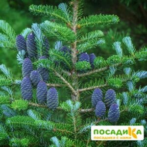 Пихта корейская (Abies koreana) купить по цене от 450.00р. в интернет-магазине «Посадика» с доставкой почтой в в Чистополье и по всей России – [изображение №1].