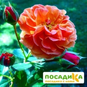 Роза Арабия купить по цене от 350.00р. в интернет-магазине «Посадика» с доставкой почтой в в Чистополье и по всей России – [изображение №1].