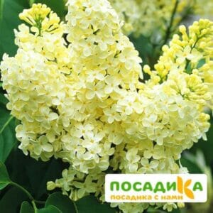 Сирень Примроуз (Primrose) купить по цене от 529.00р. в интернет-магазине «Посадика» с доставкой почтой в в Чистополье и по всей России – [изображение №1].