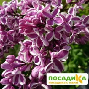 Сирень Сенсация купить по цене от 529.00р. в интернет-магазине «Посадика» с доставкой почтой в в Чистополье и по всей России – [изображение №1].