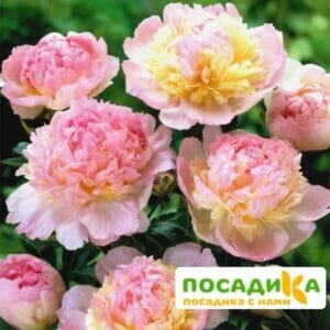 Пион Распберри Сандей (Paeonia Raspberry Sundae) купить по цене от 959р. в интернет-магазине «Посадика» с доставкой почтой в в Чистополье и по всей России – [изображение №1].