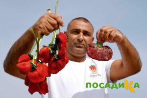 Клубника Гигант Джорнея купить по цене от 266р. в интернет-магазине «Посадика» с доставкой почтой в в Чистополье и по всей России – [изображение №1].