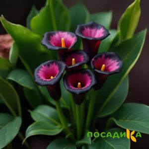 Калла Аура Лейс купить по цене от 400р. в интернет-магазине «Посадика» с доставкой почтой в в Чистополье и по всей России – [изображение №1].