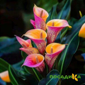 Калла Оникс купить по цене от 450р. в интернет-магазине «Посадика» с доставкой почтой в в Чистополье и по всей России – [изображение №1].