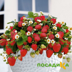 Клубника Рубиновый Шепот (горшечная) купить по цене от 240р. в интернет-магазине «Посадика» с доставкой почтой в в Чистополье и по всей России – [изображение №1].