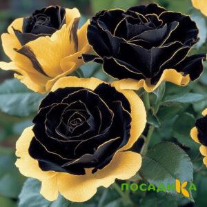 Роза Ханни Сикл купить по цене от 700р. в интернет-магазине «Посадика» с доставкой почтой в в Чистополье и по всей России – [изображение №1].