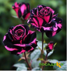 Роза Багровый Шепот купить по цене от 366р. в интернет-магазине «Посадика» с доставкой почтой в в Чистополье и по всей России – [изображение №1].