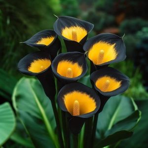 Калла Легато купить по цене от 620р. в интернет-магазине «Посадика» с доставкой почтой в в Чистополье и по всей России – [изображение №1].