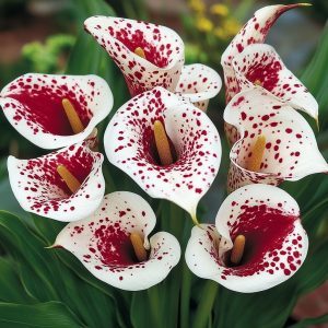 Калла Эмпайр купить по цене от 302р. в интернет-магазине «Посадика» с доставкой почтой в в Чистополье и по всей России – [изображение №1].