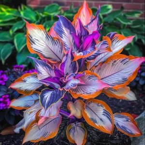 Хоста Эмеральд Тиара купить по цене от 602р. в интернет-магазине «Посадика» с доставкой почтой в в Чистополье и по всей России – [изображение №1].