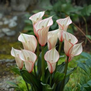 Калла Глейшер купить по цене от 299р. в интернет-магазине «Посадика» с доставкой почтой в в Чистополье и по всей России – [изображение №1].