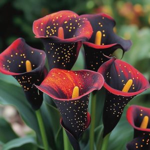 Калла Нуар купить по цене от 299р. в интернет-магазине «Посадика» с доставкой почтой в в Чистополье и по всей России – [изображение №1].