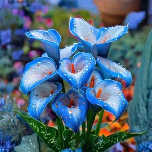 Калла Портрейт купить по цене от 292р. в интернет-магазине «Посадика» с доставкой почтой в в Чистополье и по всей России – [изображение №1].