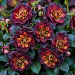 Морозник Сноу Дроп купить по цене от 348р. в интернет-магазине «Посадика» с доставкой почтой в в Чистополье и по всей России – [изображение №1].