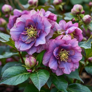 Морозник Айс Принцесс Чарм купить по цене от 650р. в интернет-магазине «Посадика» с доставкой почтой в в Чистополье и по всей России – [изображение №1].