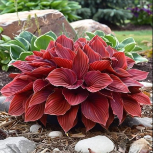 Хоста Рэд Эйнджл купить по цене от 549р. в интернет-магазине «Посадика» с доставкой почтой в в Чистополье и по всей России – [изображение №1].