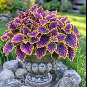 Хоста Рейдянт Чарм купить по цене от 365р. в интернет-магазине «Посадика» с доставкой почтой в в Чистополье и по всей России – [изображение №1].